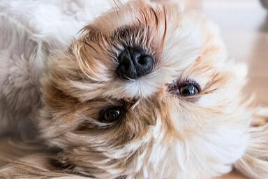 Drop-in: potty break (dog), feeding, companionship