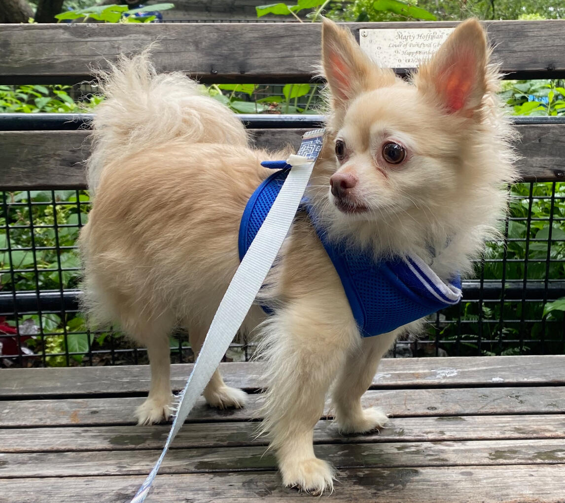 Walk: one-time or recurring private walks