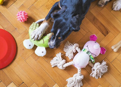 Drop-in: potty break, playtime
