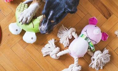 Sitting: including walk, playtime, feeding, additional care